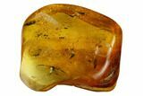 Detailed Fossil Winged Aphid (Hemiptera) In Baltic Amber #166218-1